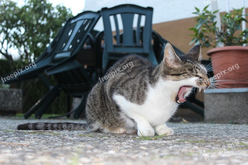 Cat Yawn Domestic Cat Animal Free Photos