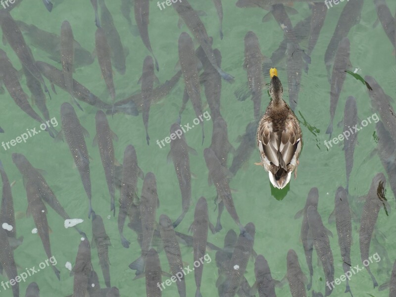 Mallard Fish Together Swim Swarm