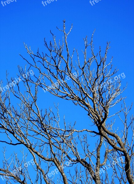 Branches Bare Tree Twigs Sky