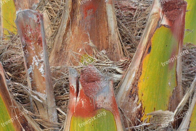 Palm Tree Colors Nature Leaves Free Photos