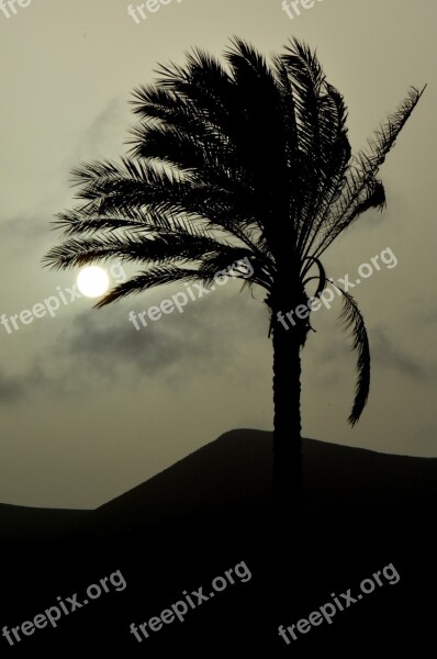 Palm Tree Sun Sunset Landscape Nature