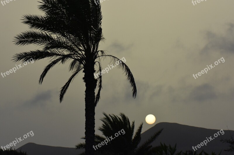 Palm Tree Sun Sunset Landscape Nature