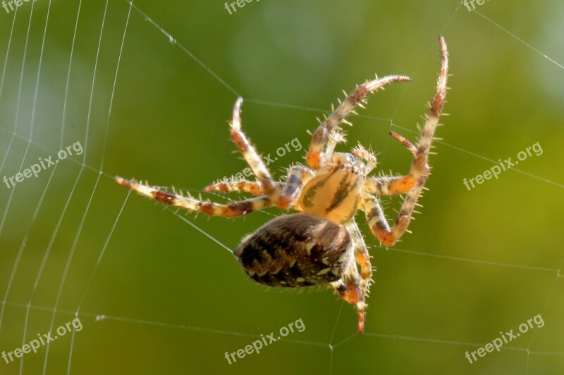 Spin Web Nature Bug Animal