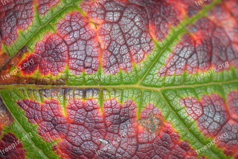 Sheet Nature Colors Veins Grape Leaf