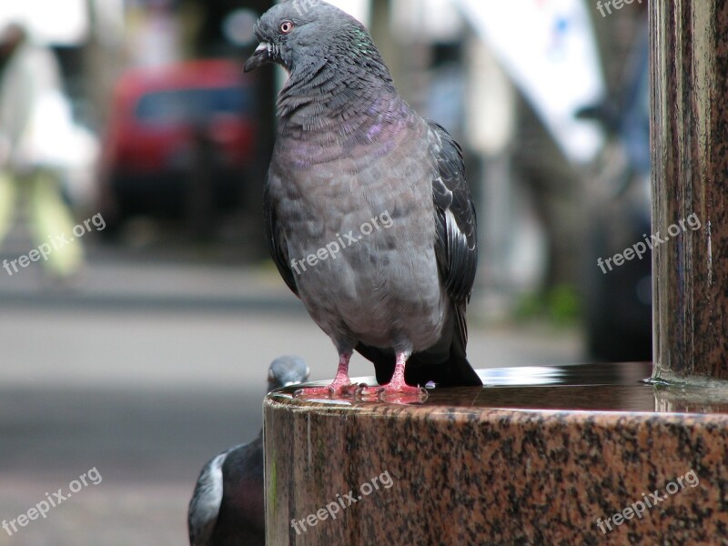 Dove Bird Animal World Animals Free Photos