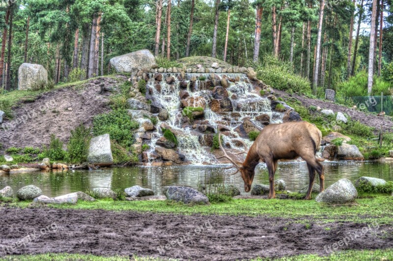 Hirsch Serengeti National Park Hang Ha Animals Zoo Animal Enclosures