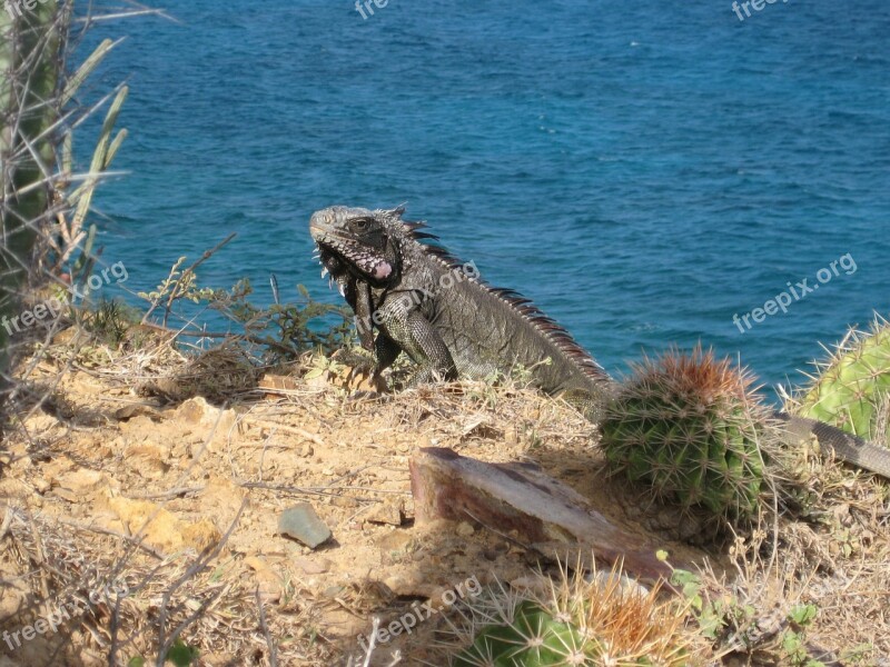 Iguana Dragon Lizard Giant Lizard British Virgin Islands