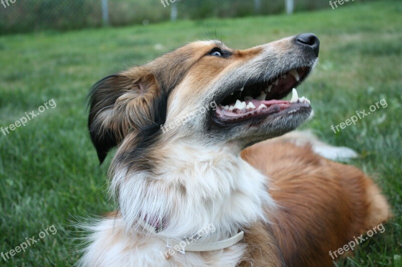 Australian Shepherd Border Collie Golden Retriever Australian Shepherd