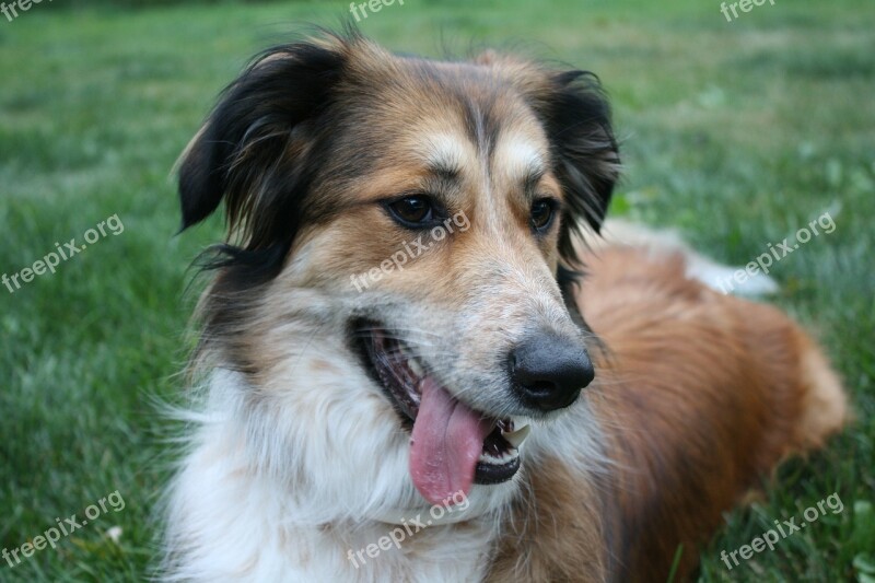 Australian Shepherd Border Collie Golden Retriever Australian Shepherd