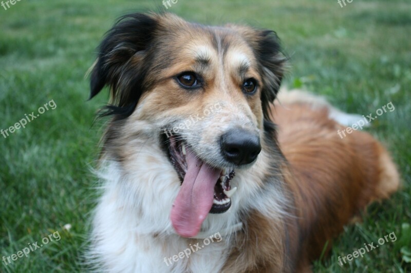 Australian Shepherd Border Collie Golden Retriever Australian Shepherd