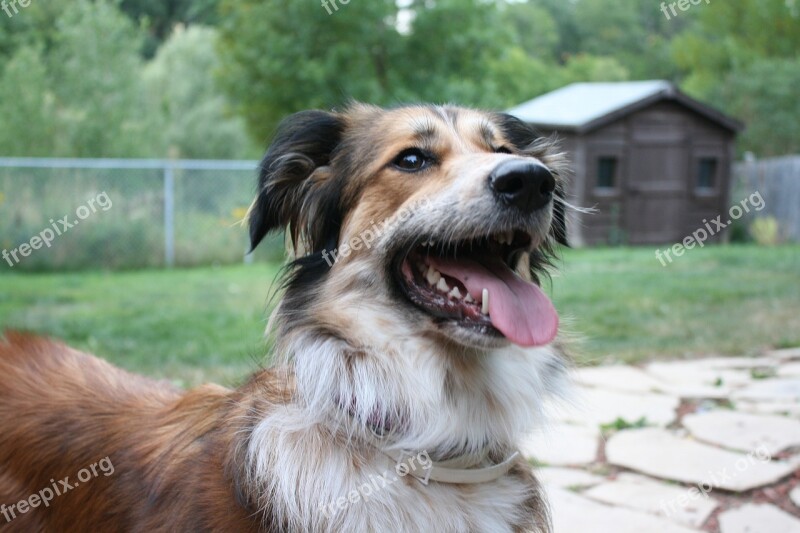 Australian Shepherd Border Collie Golden Retriever Australian Shepherd