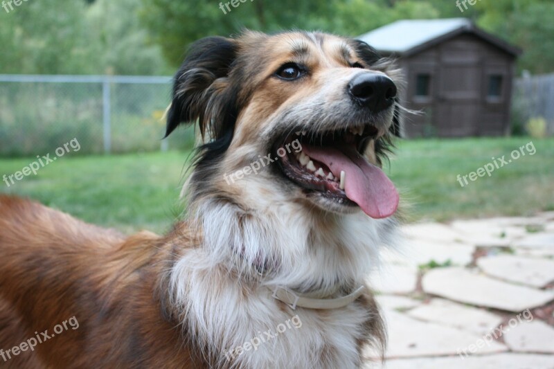 Australian Shepherd Border Collie Golden Retriever Australian Shepherd