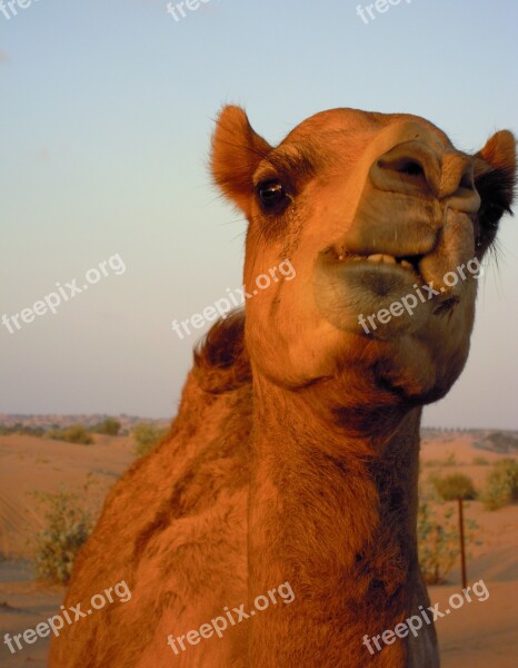 Camel Animal Dubai Desert Safari