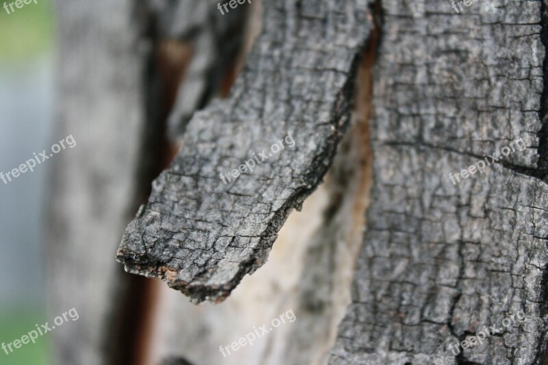 Bark Tree Branch Fray Stump