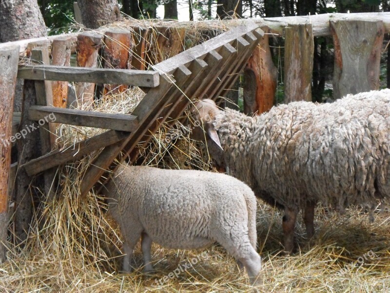 Sheep Lamb Farm Livestock Agriculture