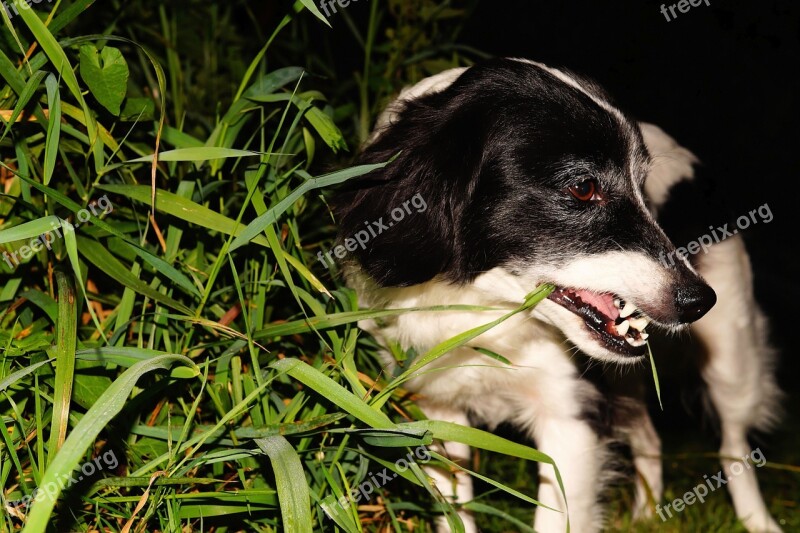 Dog Pet Garden At Night Grass