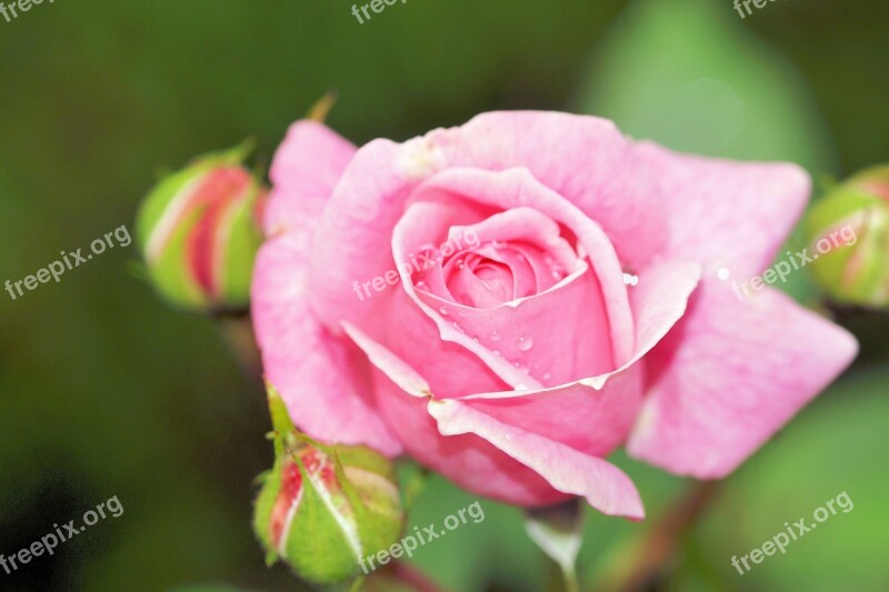 Rose Pink Flower Blossom Bloom