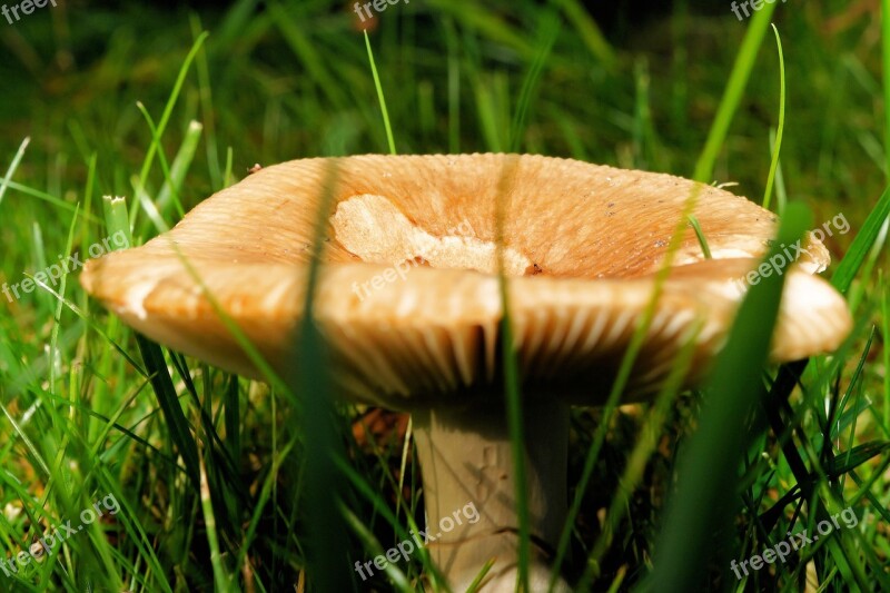 Mushroom Grass Garden Nature Forest Plant