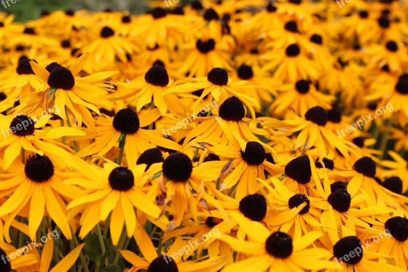 Sun Hats Flowers Summer Yellow Plant