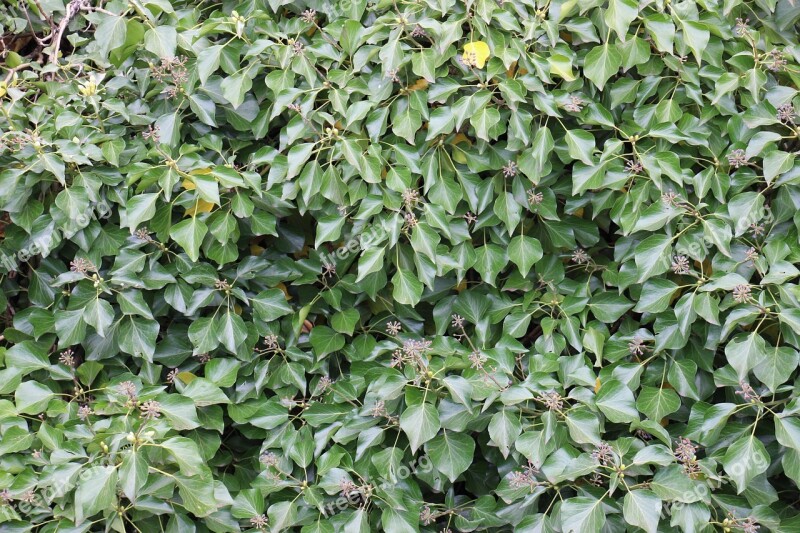 Ivy Green Climber Plant Leaf Plant