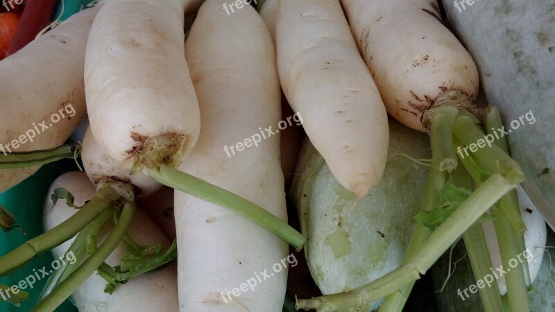 Radish Vegetables Fresh Food Vegetarian