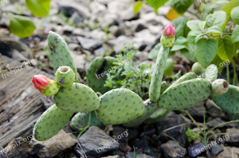 Cacti Thorny Plant Cactus Flower Free Photos