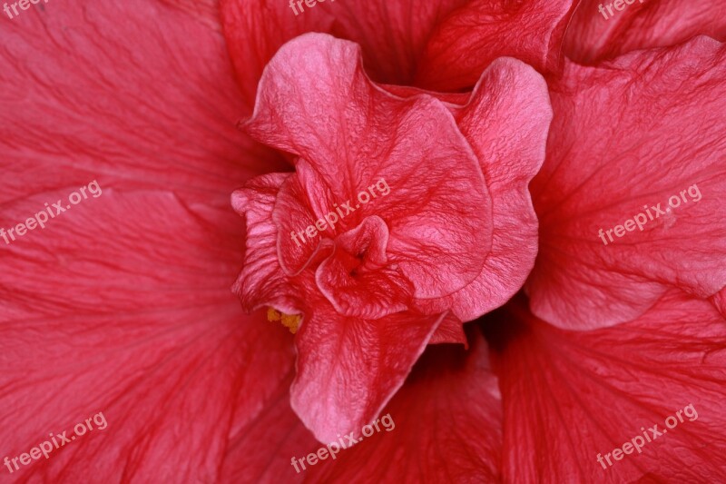 Hibiscus Marshmallow Mallow Blossom Bloom