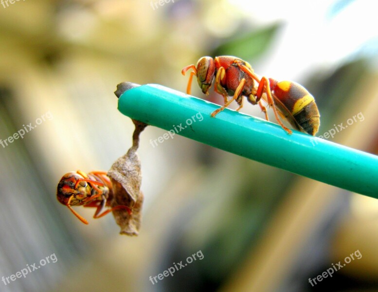 Wasp Nest Build Building Hive