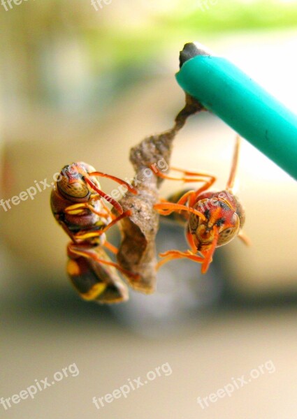 Wasp Nest Build Building Hive