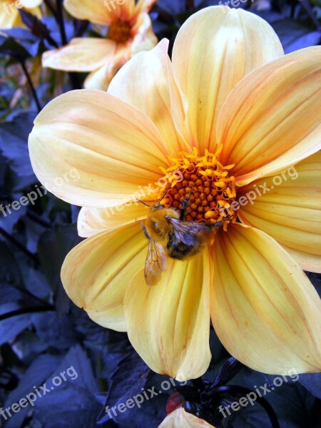 Flower Yellow Bee Blossom Orange