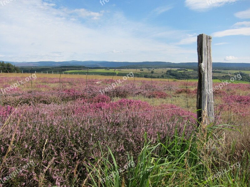 Cévennes Lande Wild Flora Free Photos