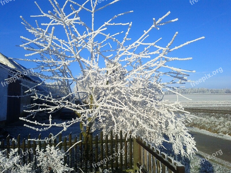 Frost Hoarfrost Cold Branches Frozen