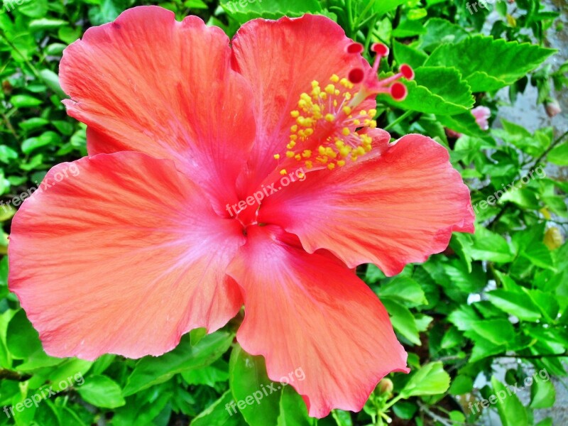 Hibiscus Rosa Sinensis Flower Nature