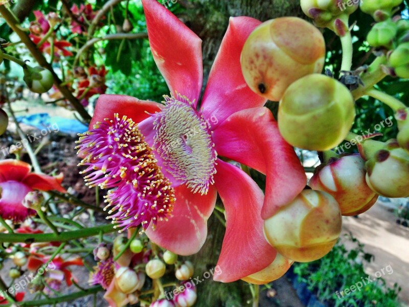 Cannonball Tree Couroupita Guianensis Sala Langka Flower