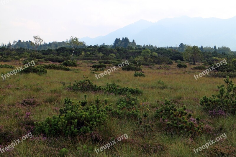 Heide Moor Landscape Nature Hiking