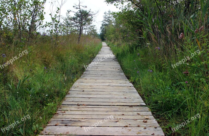 Wooden Track Nature Away Plank Road Wood Planks