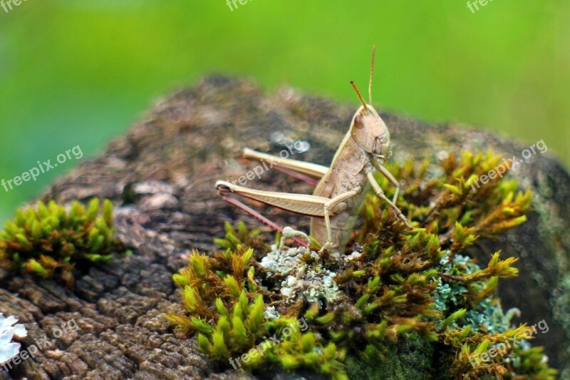 Caelifera Grasshopper Field Grasshopper Chorthippus Parallelus Insect