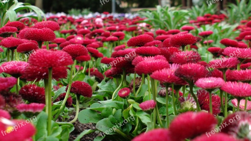 Flowers Greens Flower Bed Red Free Photos