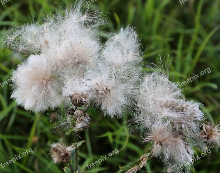 Weeds Seed Roads Free Photos