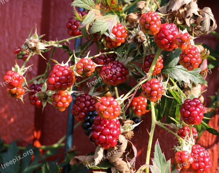 Blackberry Berry Autumn Black Berries Free Photos