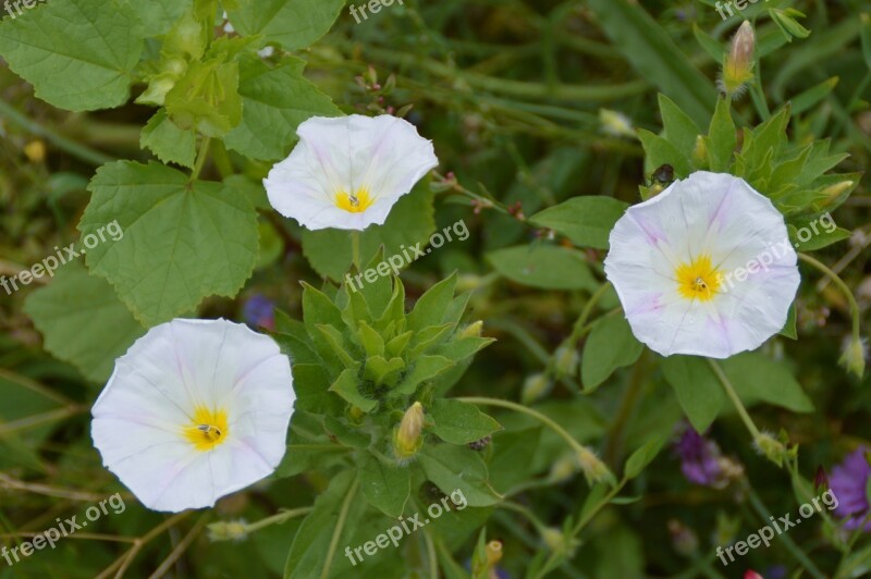 Vetch White Flowers Garden Bloom