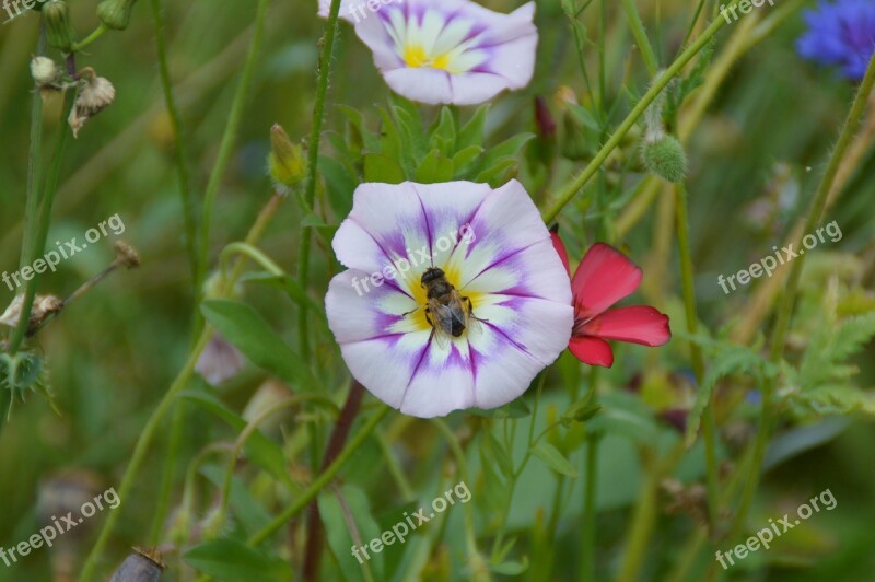 Vetch Flower Garden Blossom Bloom