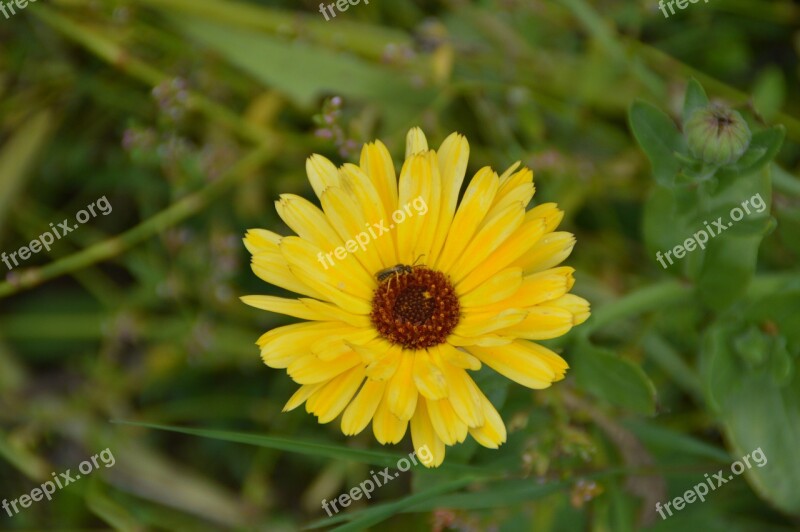 Marigold Flower Garden Yellow Nature