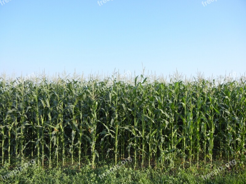 Corn Rows Plant Agriculture Green