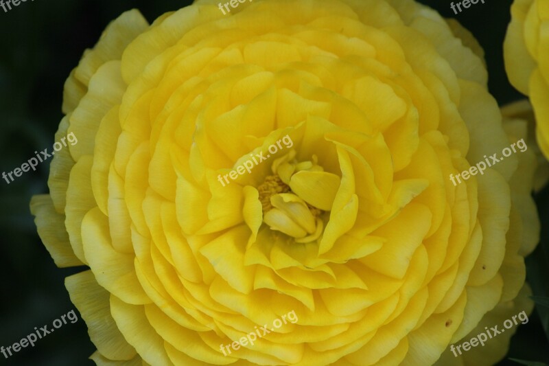 Ranunculus Flower Yellow Ranunculus Flower Bloom Ranunculus