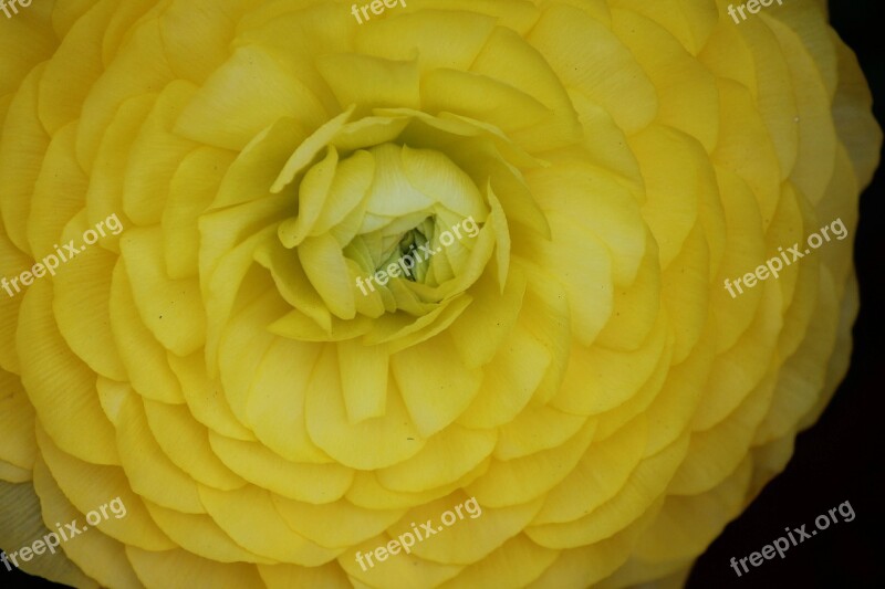 Ranunculus Flower Vibrant Yellow Ranunculus Flower Ranunculus Yellow