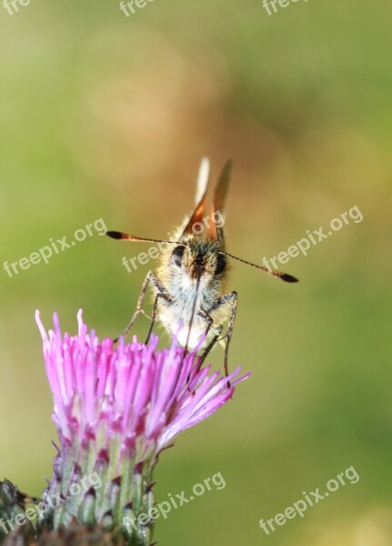 Butterfly Insect Butterflies Wing Animal