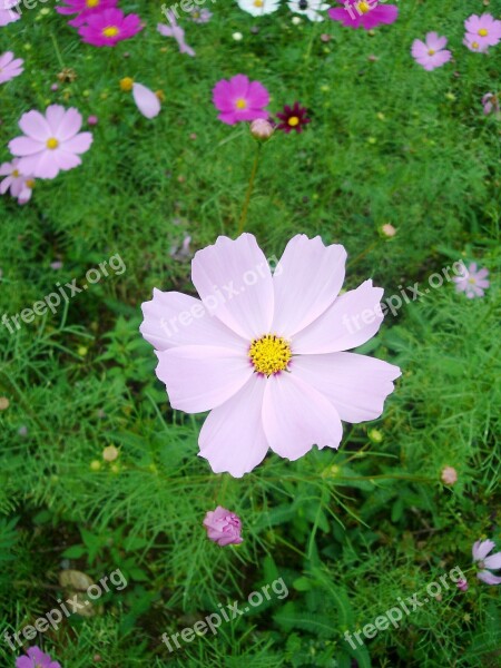 Cosmos Autumn Pink Free Photos