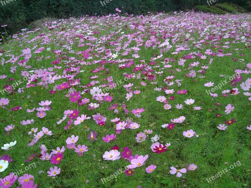 Cosmos Flock Field Free Photos