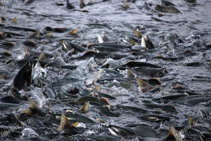 Salmon Fish Salmon Migration Valdez Alaska